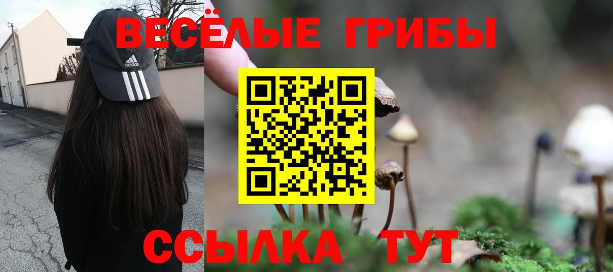 Галлюциногенные грибы Psilocybe  Боровичи  Псилоцибиновые грибы Psilocybine cubensis 